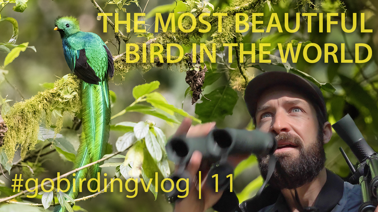 New episode: #gobirdingvlog 11 | The Most Beautiful Bird in the World