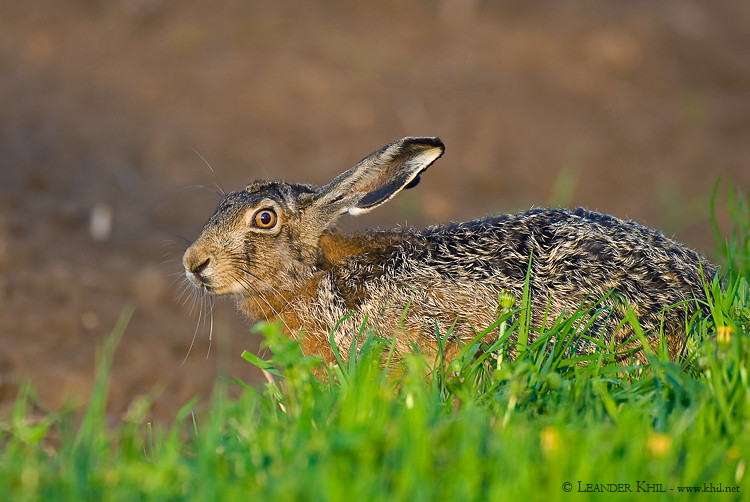 European Hare / Feldhase