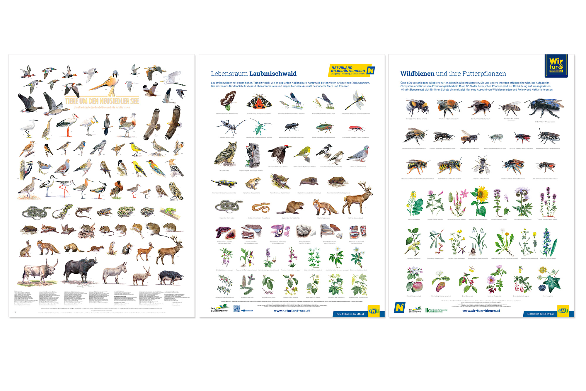 Neue Poster: Neusiedler See, Wildbienen, Laubmischwald