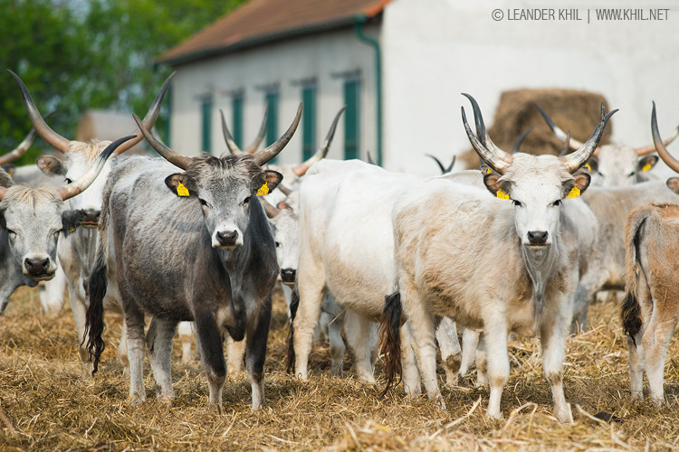 Hungarian Grey Cattle / Ungarisches Graurind - the typical cattle breed of the Pannonian lowlands