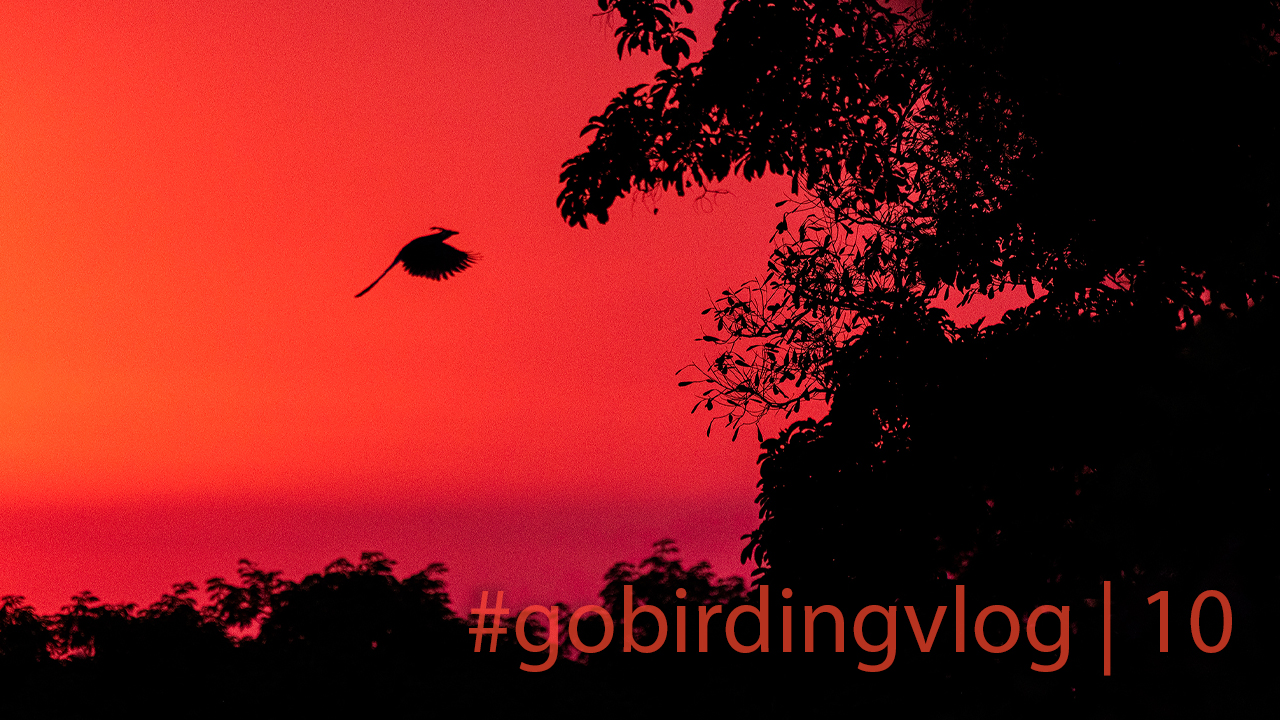 Neue Episode: #gobirdingvlog 10 | Heidi's Birding Patch - The Lost Tinamou