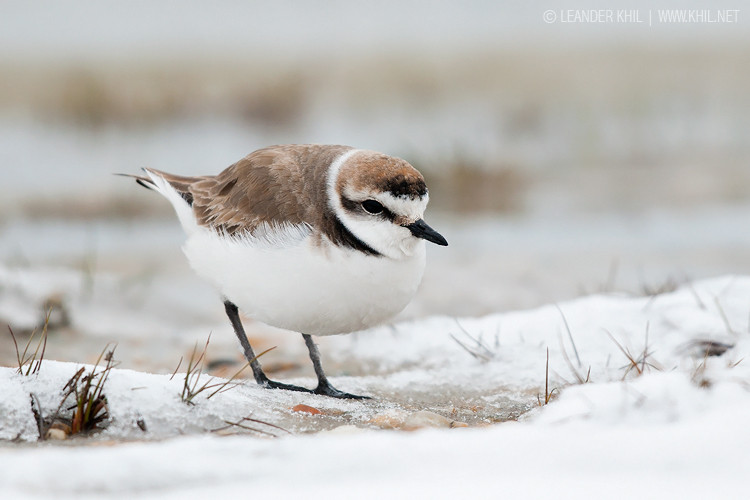 Kentish Plover / Seeregenpfeifer