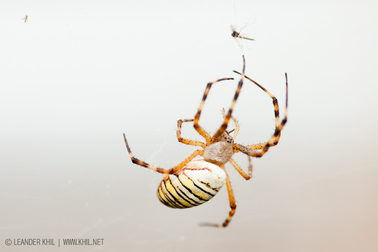 Wasp spider / Zebraspinne