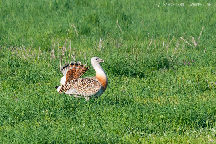 Great Bustard / Großtrappe