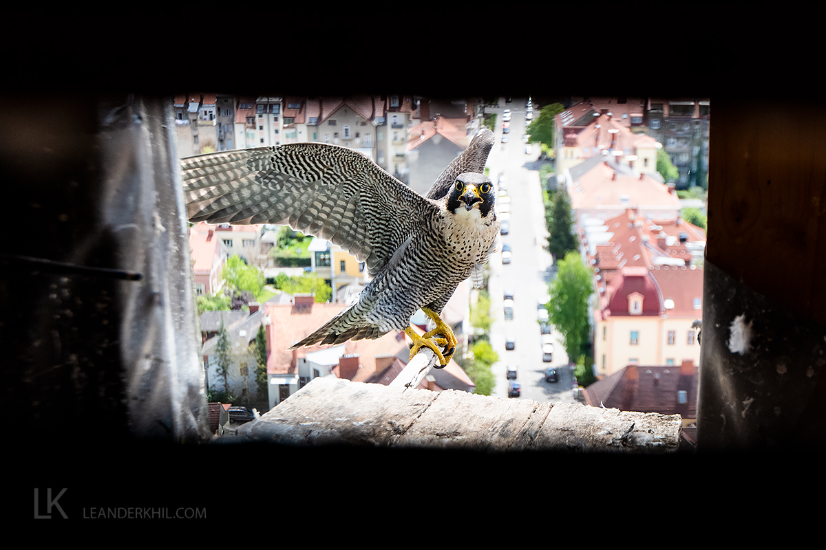 Wanderfalken brüten erstmals in Graz