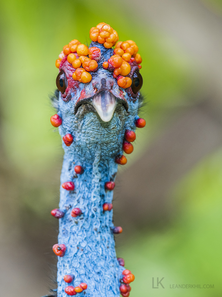 Bird Photographer of the Year Award: 'Wart Head' wins Highly Commended