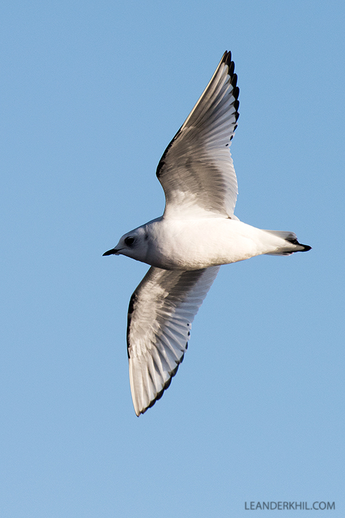 Ross's Gull / Rosenmöwe (Rodosthetia rosea) | Vlissingen, 2.2.2018