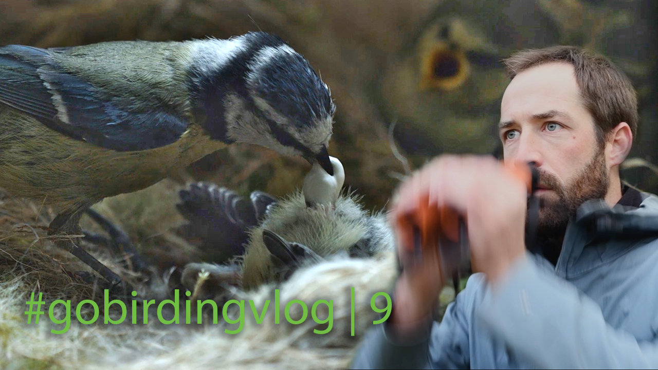 Neue Episode: #gobirdingvlog 9 | A Year in the Life of a Bird - Blue Tit