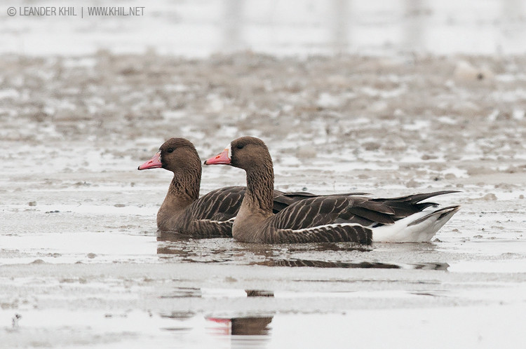 Greater White-fronted Goose / Blässgans