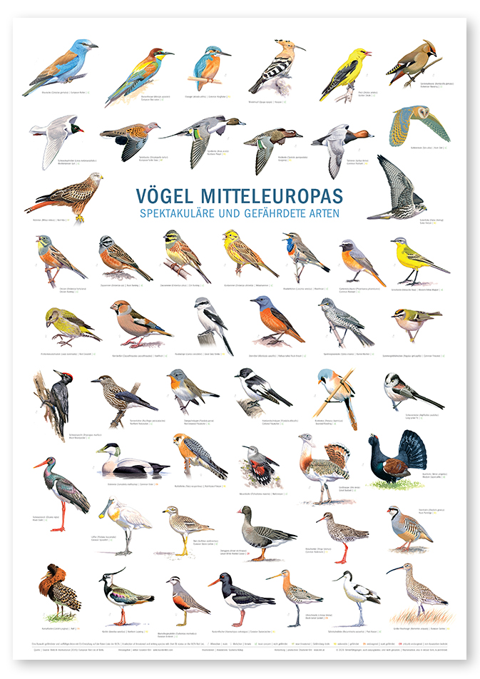 Poster: Vögel Mitteleuropas - Spektakuläre und gefährdete Arten