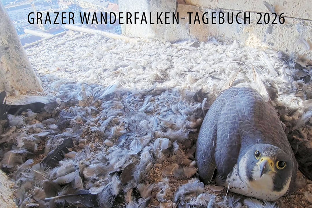 Grazer Wanderfalken-Tagebuch