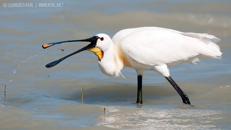 White Spoonbill / Löffler