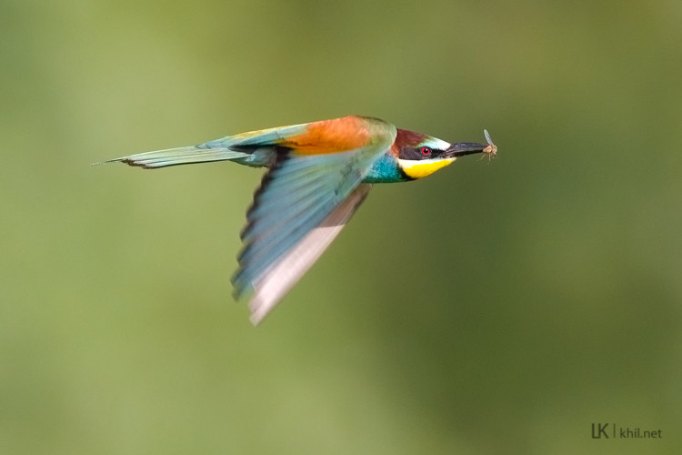 Bee-eater / Bienenfresser