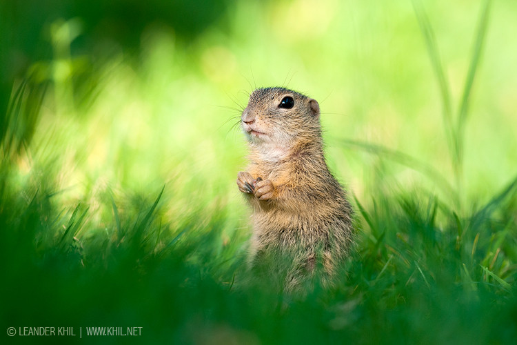 European Ground Squirrel / Ziesel