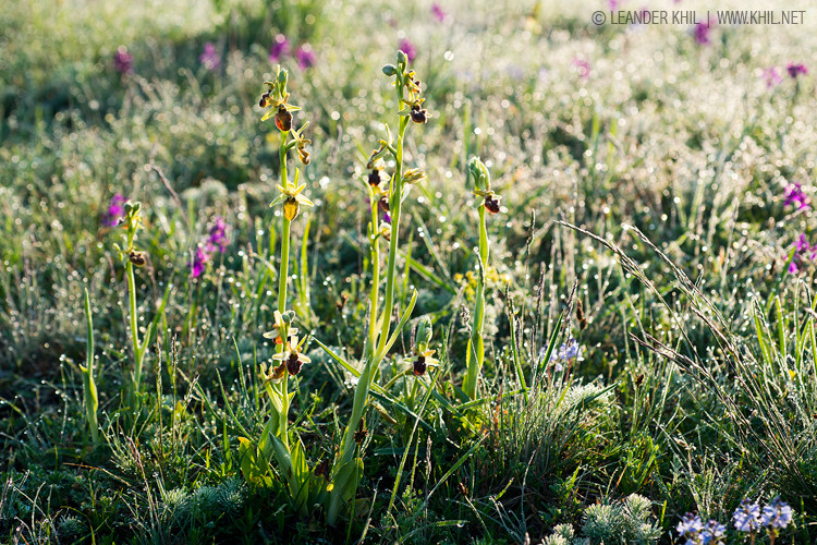 Spider Orchid / Spinnenragwurz