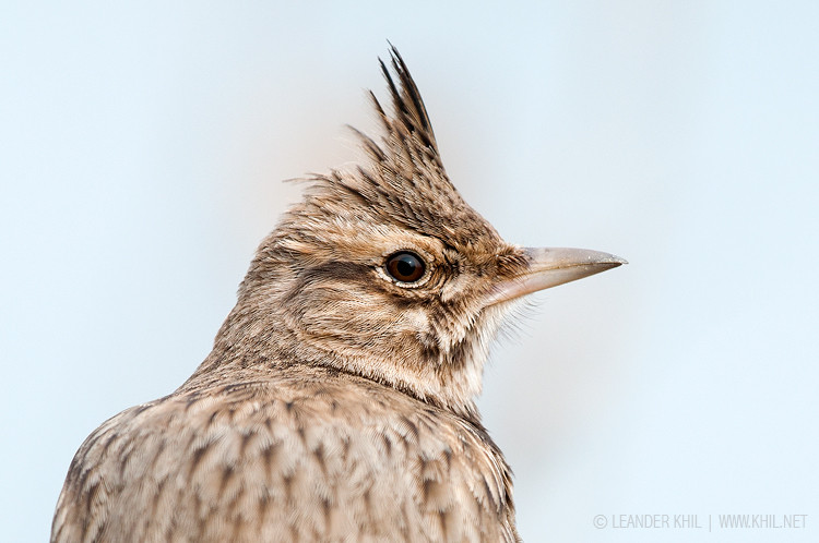 Crested Lark / Haubenlerche