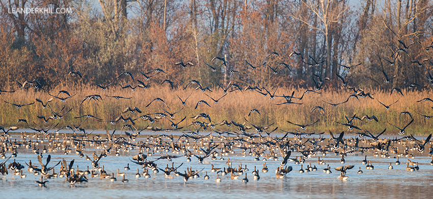 Blässganse / Greater White-fronted geese (Anser albifrons) | Seewinkel, November 2018