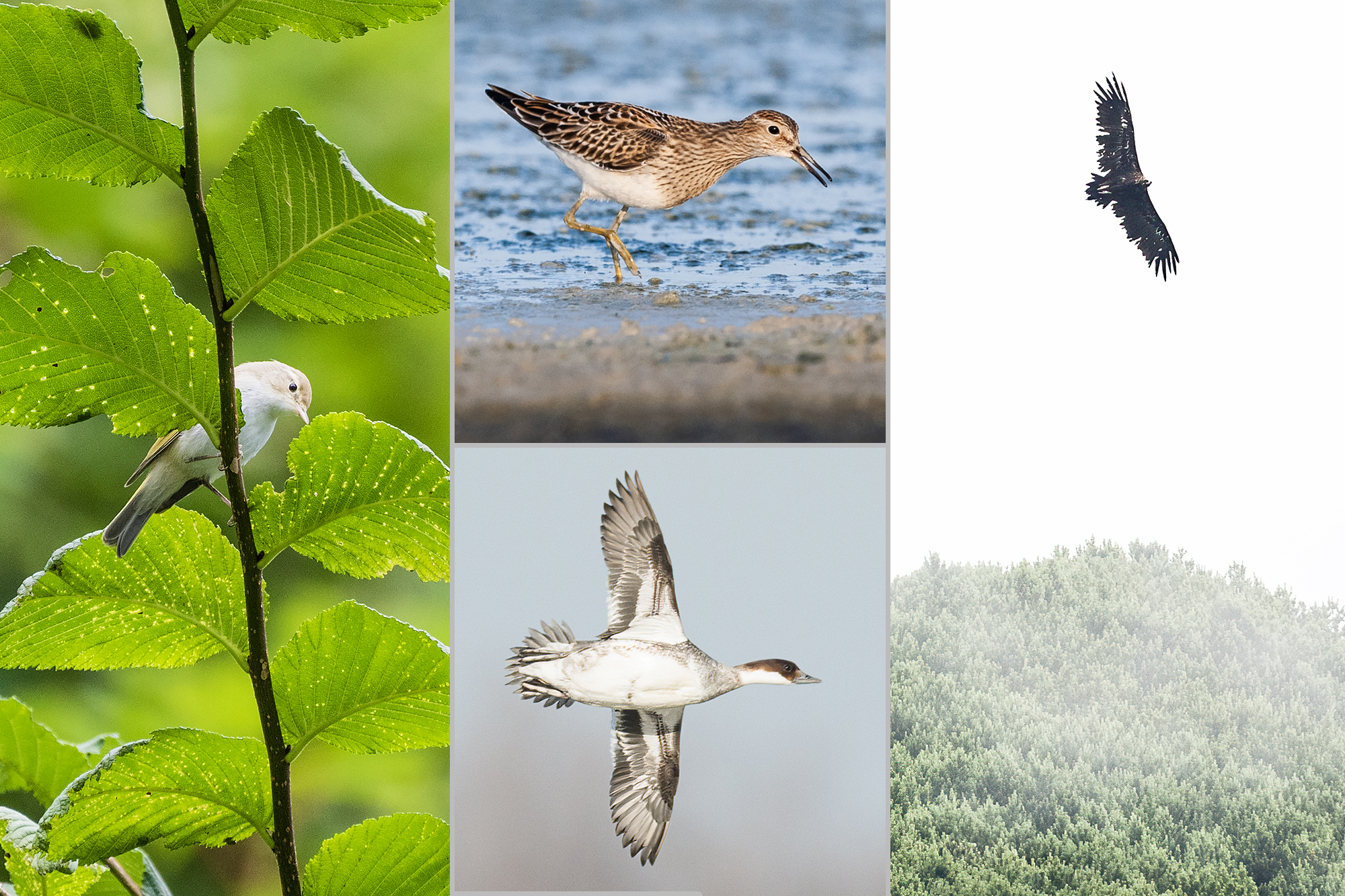 Die Vögel Österreichs: Kommentierte und illustrierte Liste der Arten und Unterarten