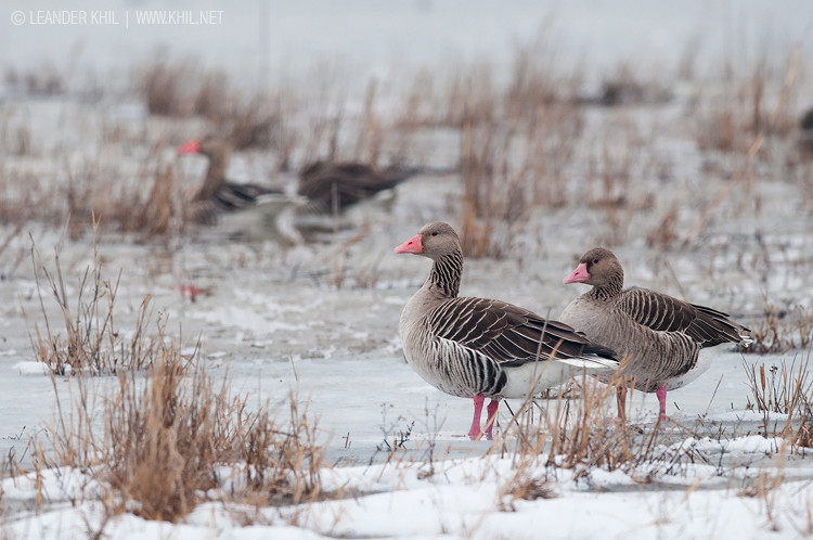 Greylag Geese / Graugänse