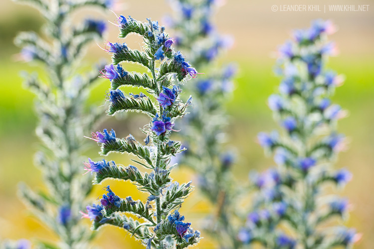 Blueweed / Gewöhnlicher Natternkopf