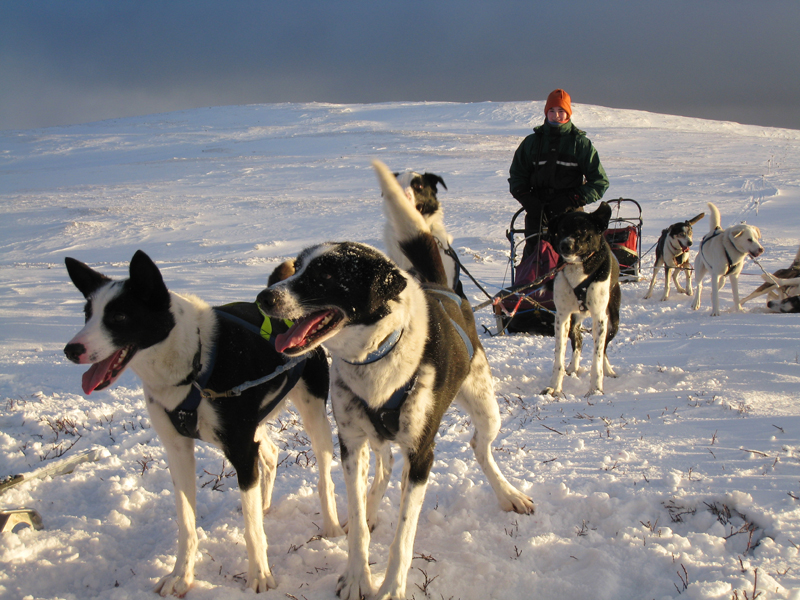 Helags Husky : Kurzes Stehen