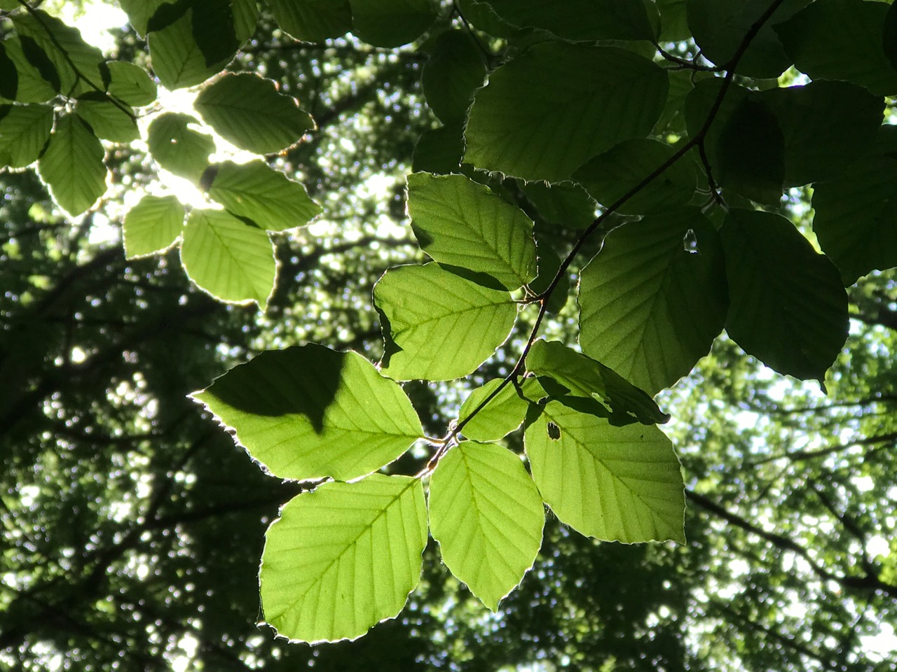 Therapie im Wald