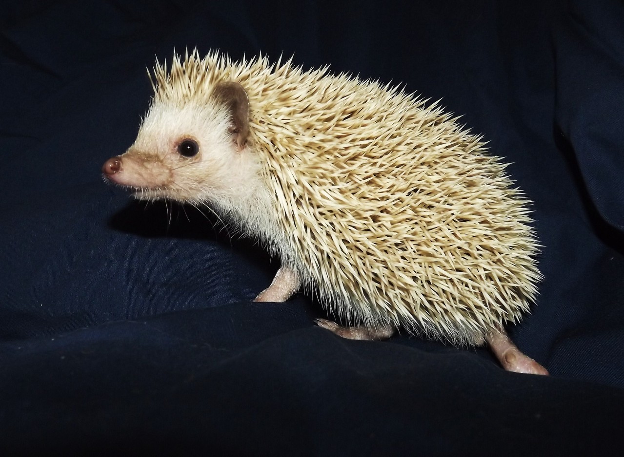 Previous Babies from Heartfelt Hedgehogs Heartfelt Hedgehogs of Fort