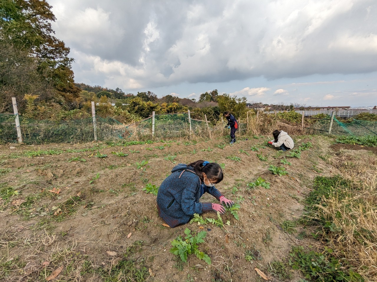 11月28日　教材園　定例活動