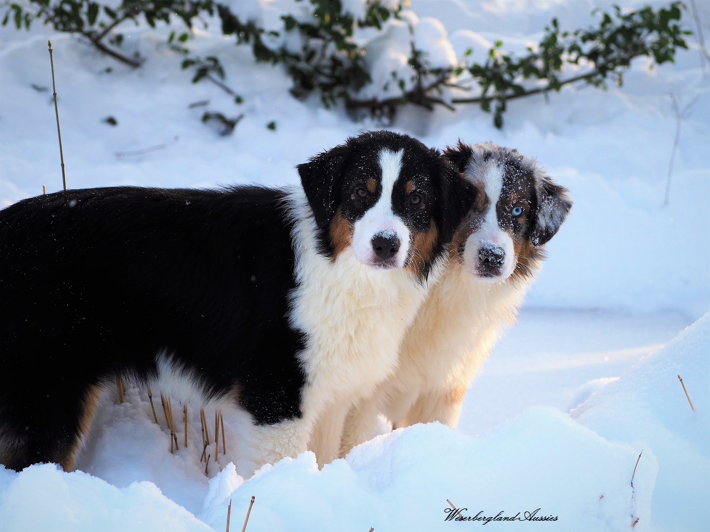 Lita und Stevie , Geschwisterliebe 