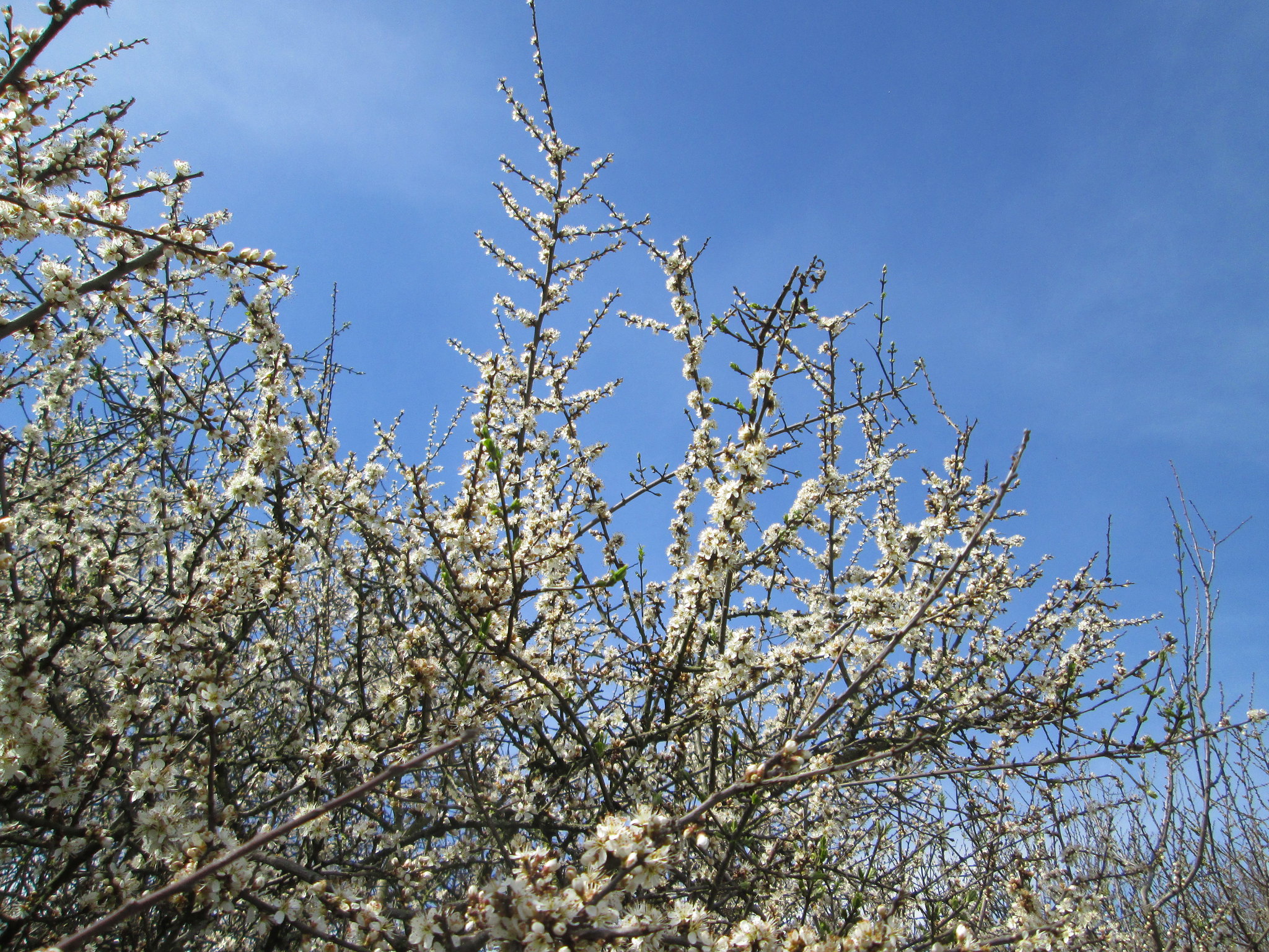 Andreas Rockstein: Prunus spinosa - Flickr Commons (Creative Commons Licence Version 4.0)