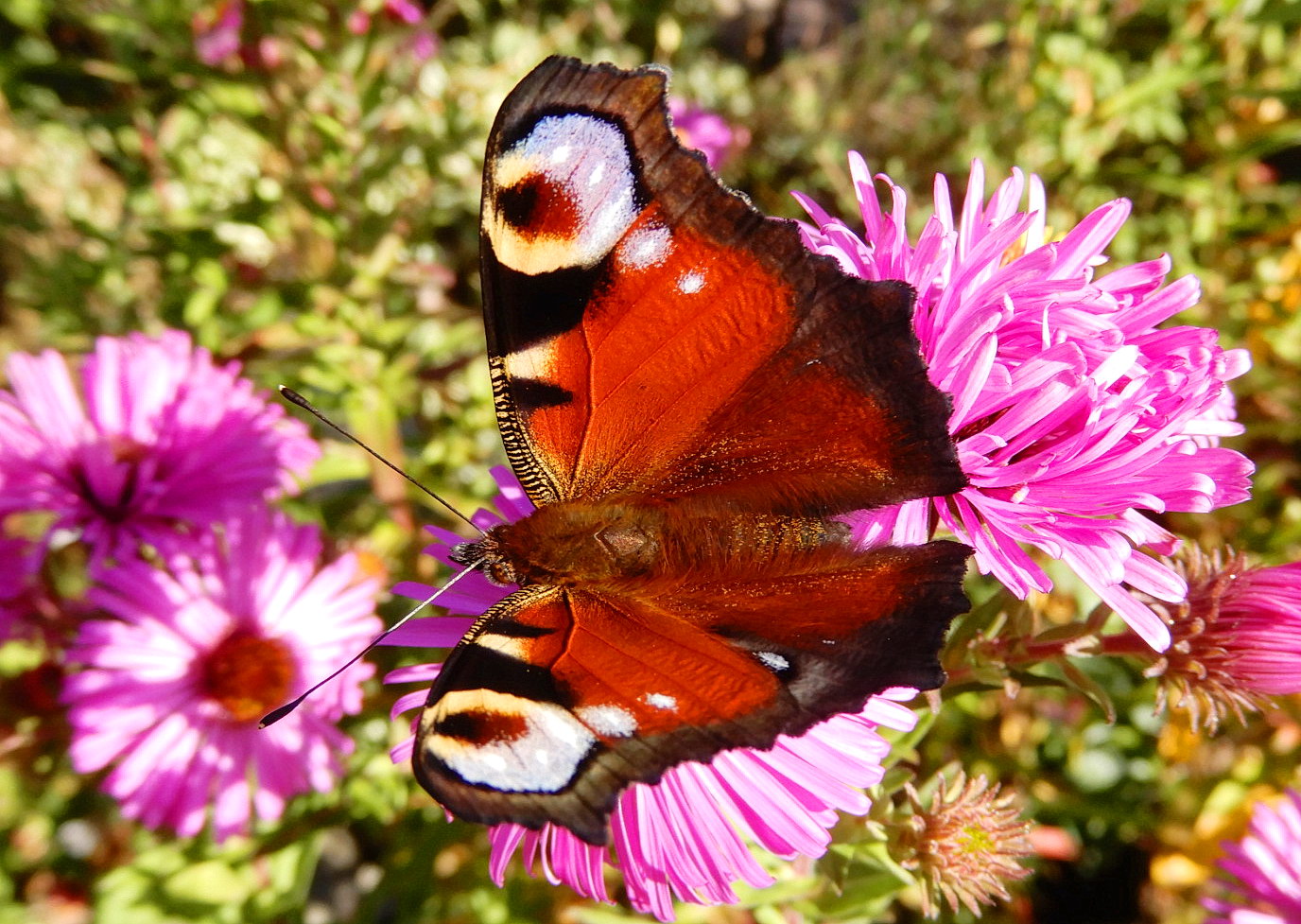 Auch Schmetterlinge lieben Astern