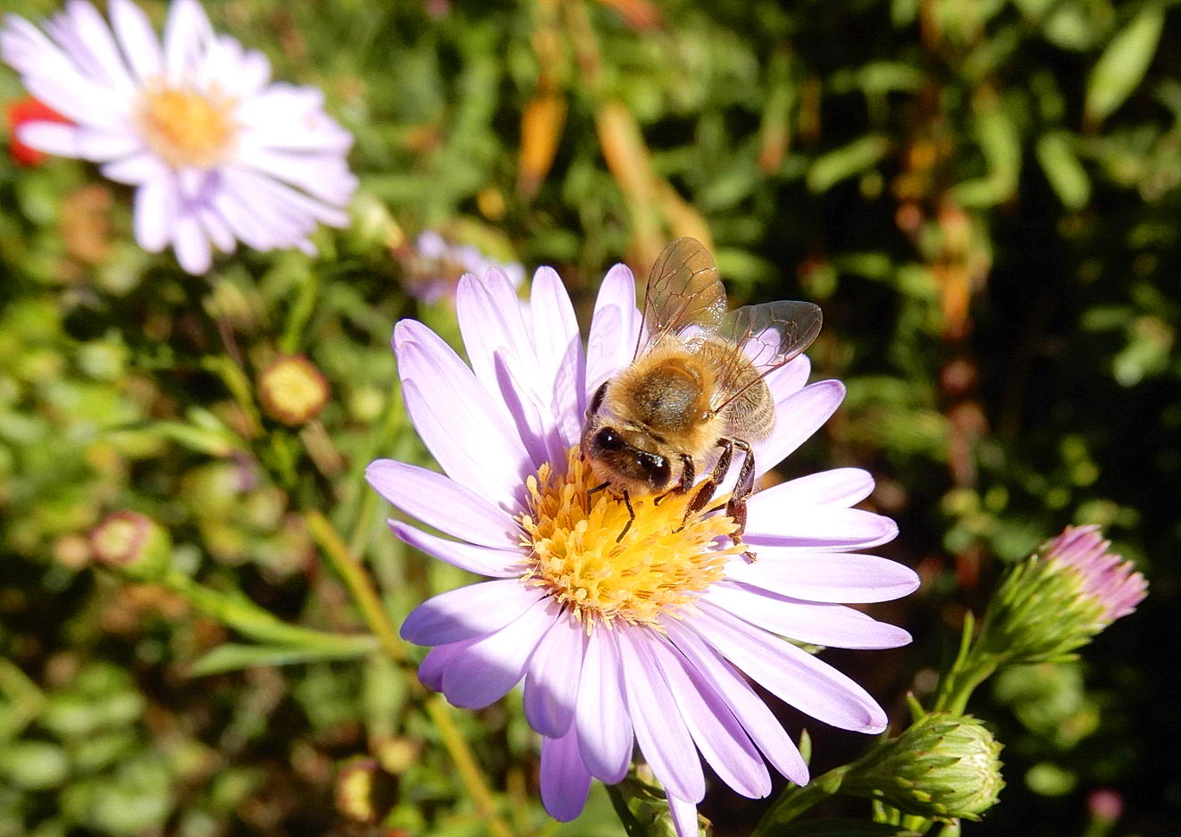 Eine Vielzahl an Astern in Blüte