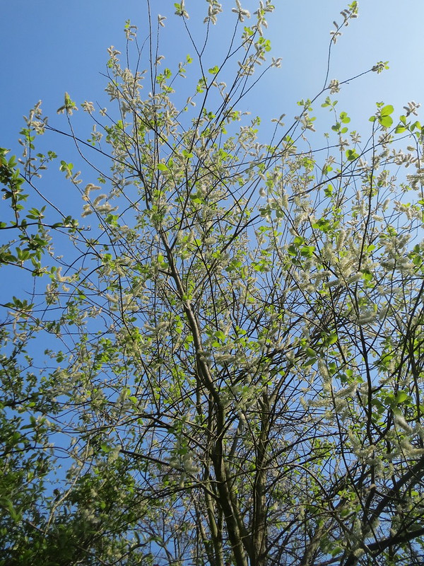 Foto: Salix caprea von Andreas Rockstein -  Flickr Commons (Creative Commons Licence Version 4.0) 