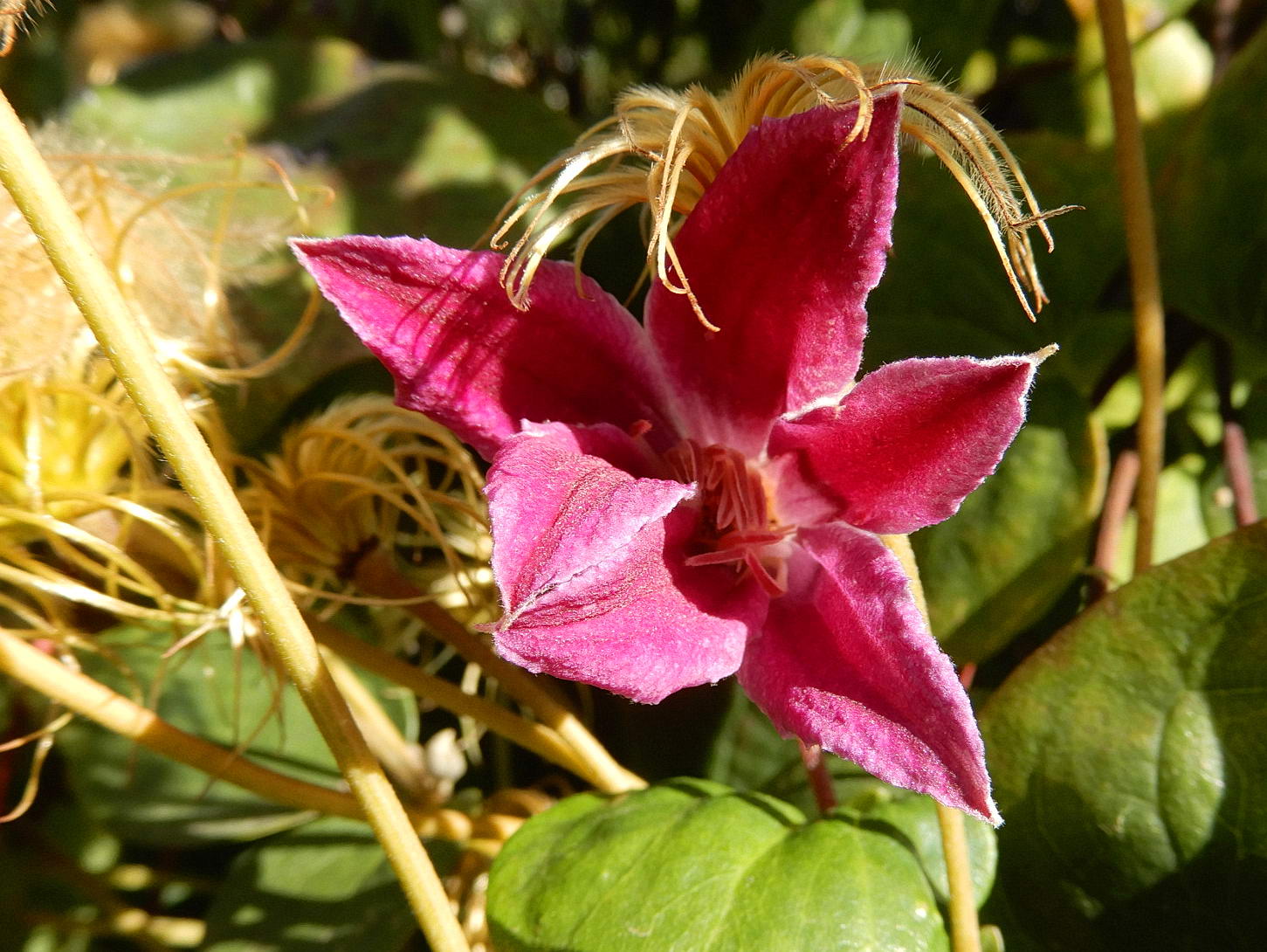 "Peveril Profusion" - ein toller Name für eine Clematis