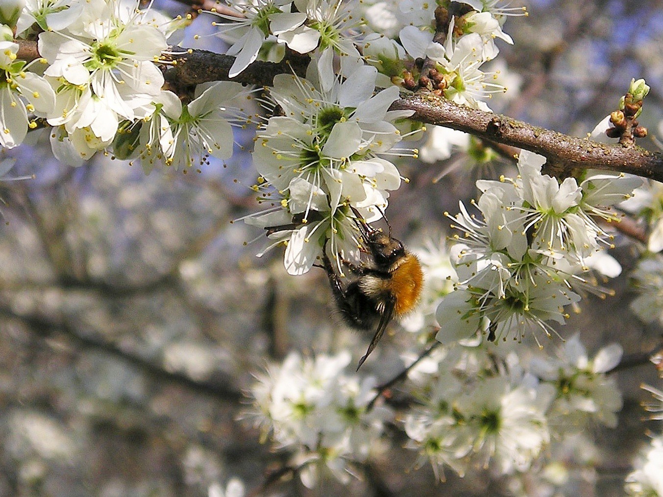 Maja Dumat: Schlehe (Prunus spinosa) - Flickr Commons (Creative Commons Licence Version 4.0)