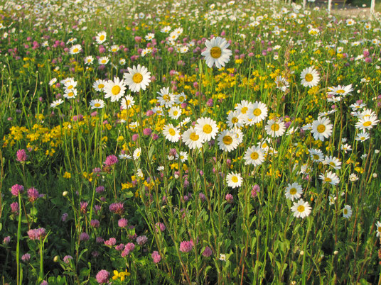 Blühwiese von Birgit Helbig, www.natur-garten-helbig.de