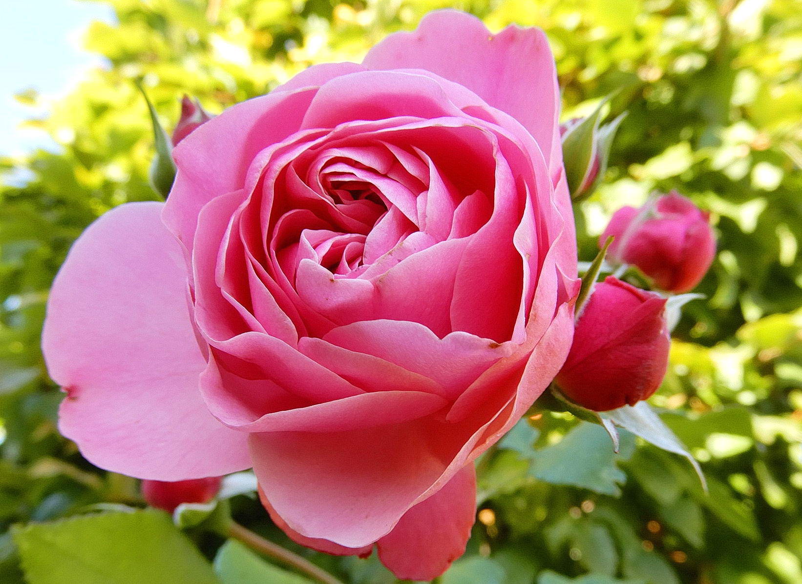 Rose "Leonardo da Vinci", nicht insektenfreundlich - einfach nur schön