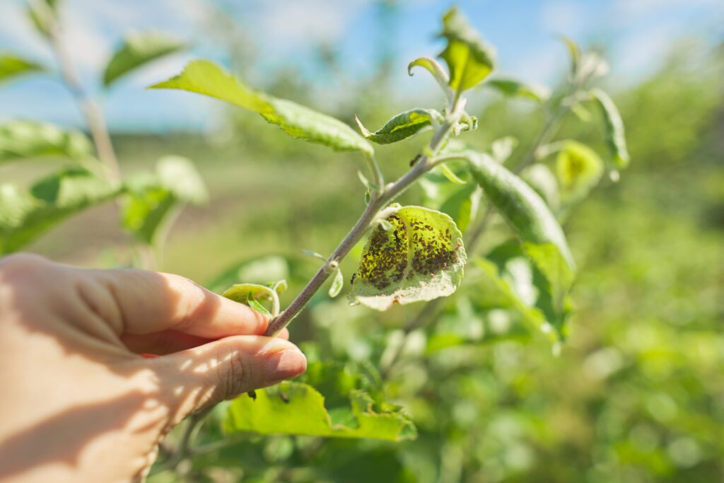 Biofertilizantes y Agroquimicos Ecologicos que Impulsan el Agro