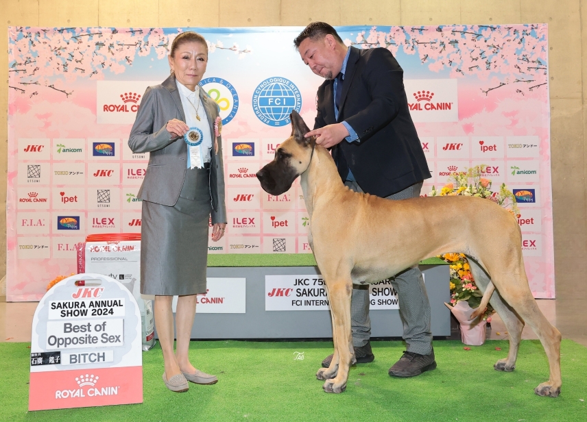 Dog Show 2024 グレートデンブリーダーCROWN JEWEL KENNEL