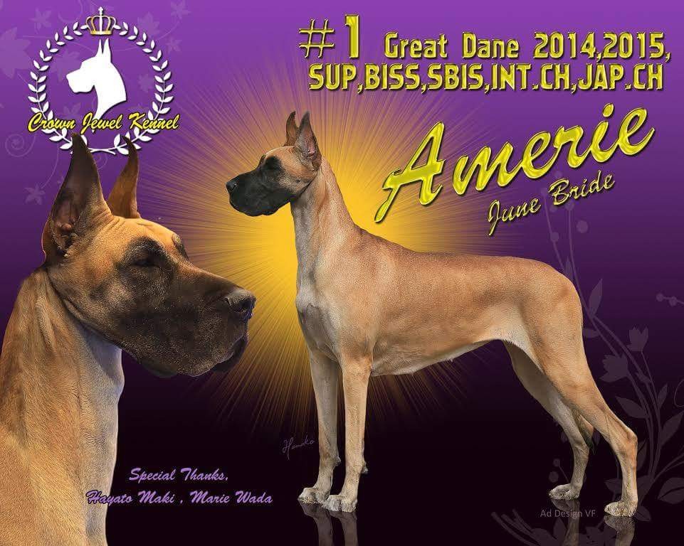 News - グレートデンブリーダーCROWN JEWEL KENNEL