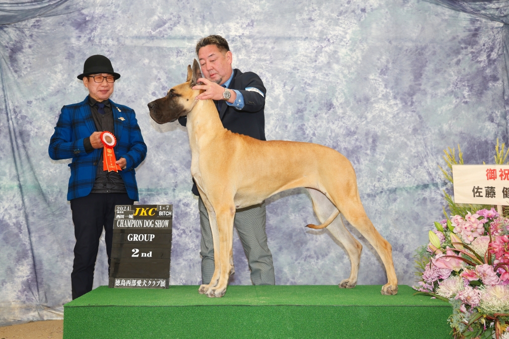 Dog Show 2024 グレートデンブリーダーCROWN JEWEL KENNEL