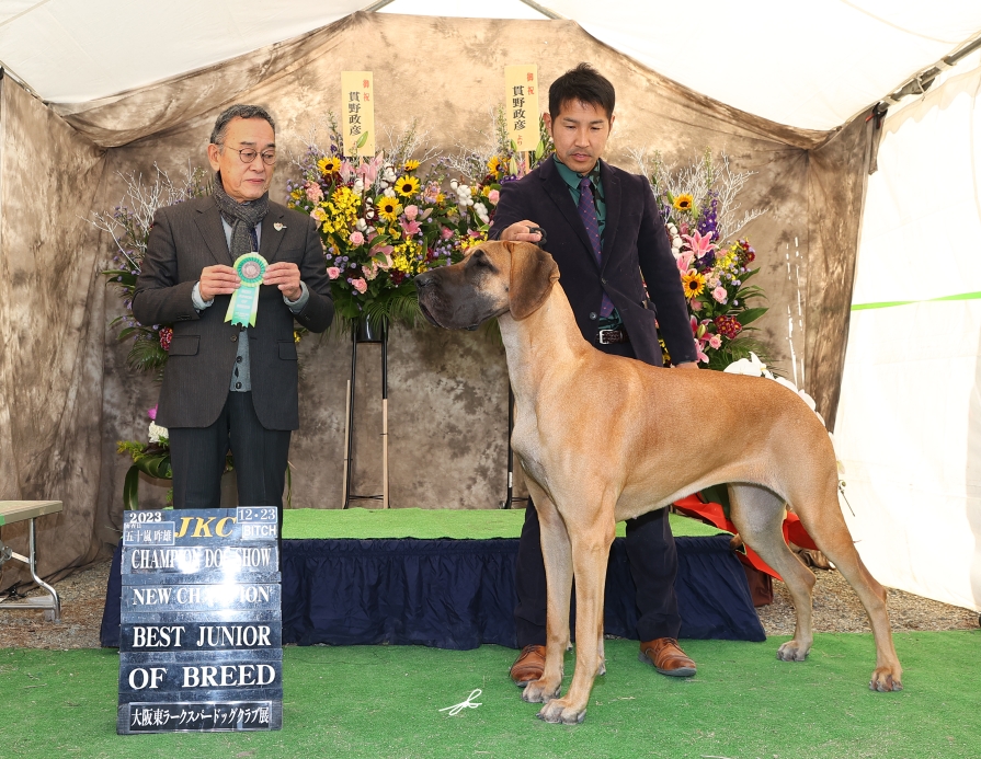 News - グレートデンブリーダーCROWN JEWEL KENNEL