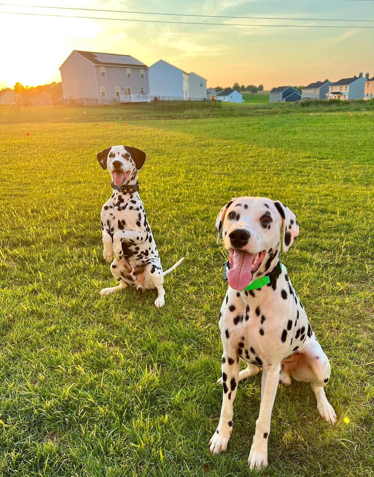 Portable Dog Fences DOG FENCE PRO