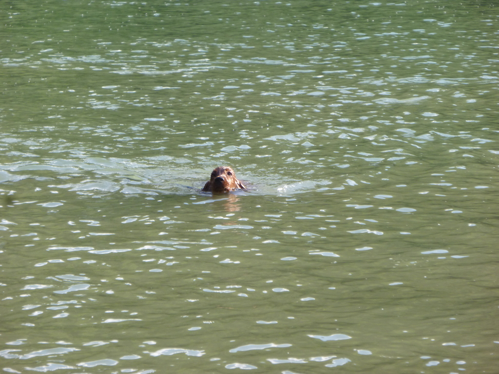 Schwimmen im Rhein(4 Monate)