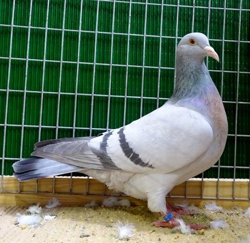 0,1 Coburger Lerche, silber m. Binden, V MB, Wolfgang Backe, Mörstadt