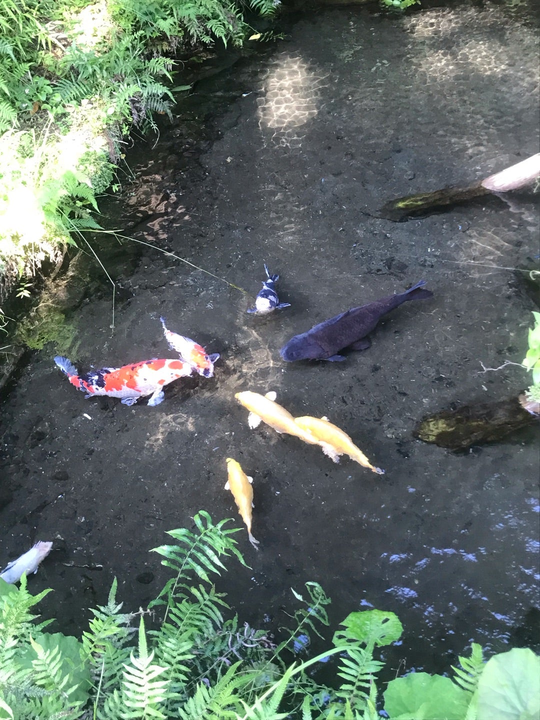【やま散歩♪】今日は滝の不動尊へー水がキレイで音も心地いい〜♪