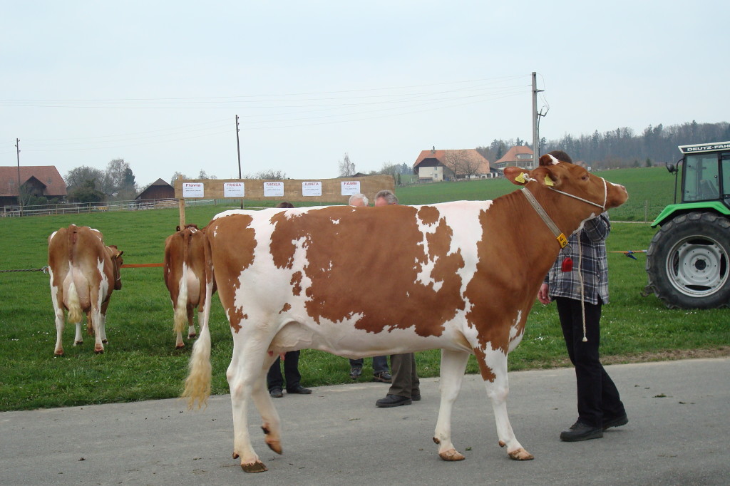 König's Classic FLORETTA