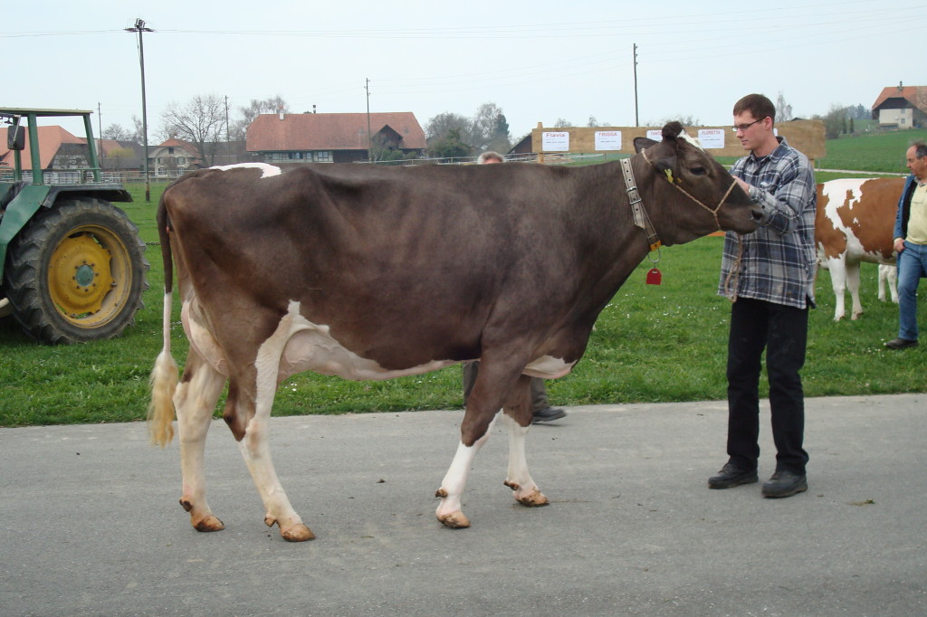 König's Esprit FANTASJA