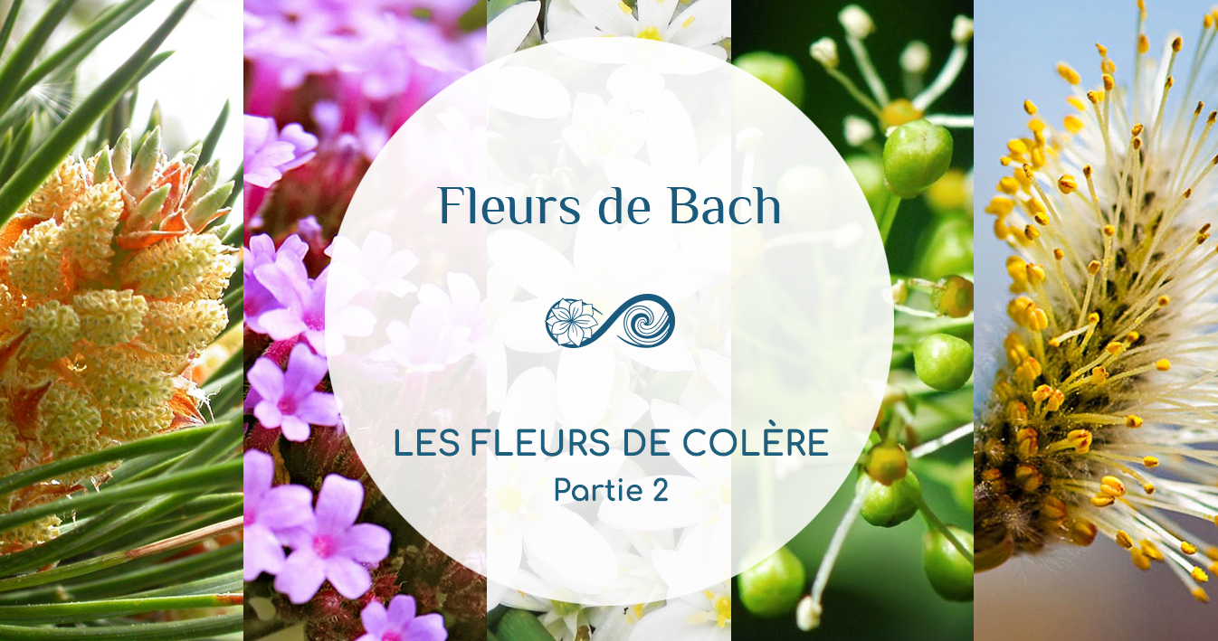 En COLÈRE ? Quelle Fleur de Bach pour vous aider ? Partie 2