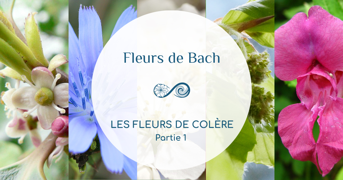 En COLÈRE ? Quelle Fleur de Bach pour vous aider ? Partie 1